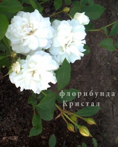 Изображение 041
