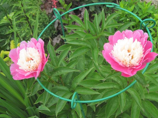 Изображение 001