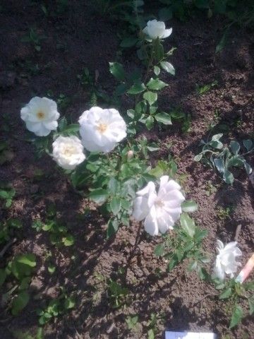 флорибунда Schneewittchen  К