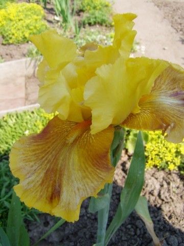 Графские развалины