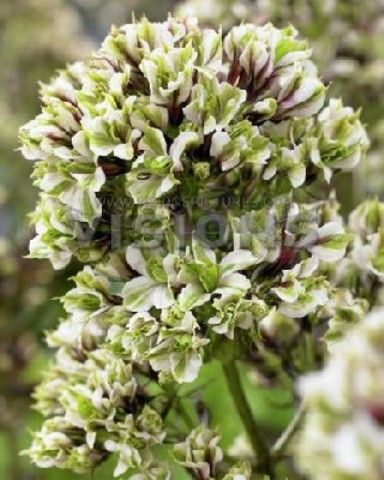 phoca thumb l phlox pure feelings