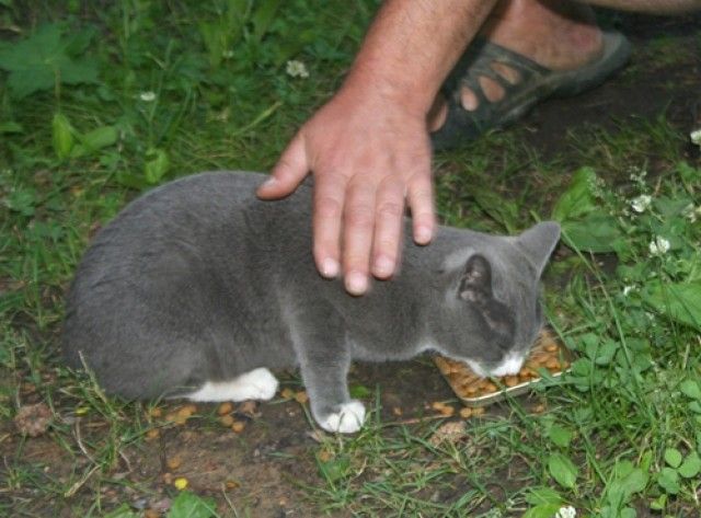 кот4