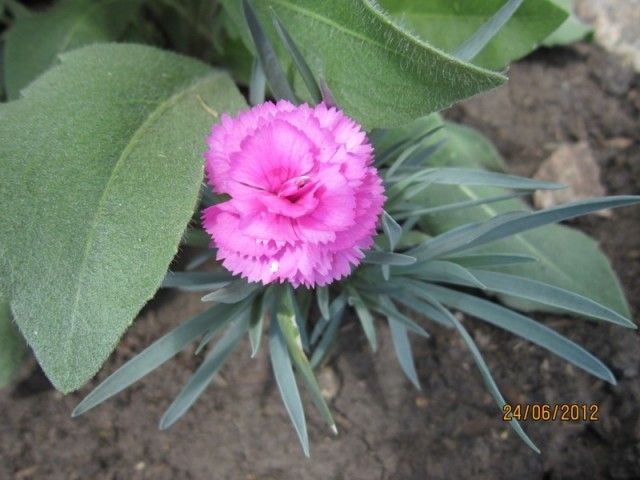 гвоздика Мазер оф Пёрл