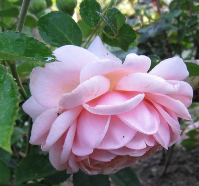 Elizabeth Stuart