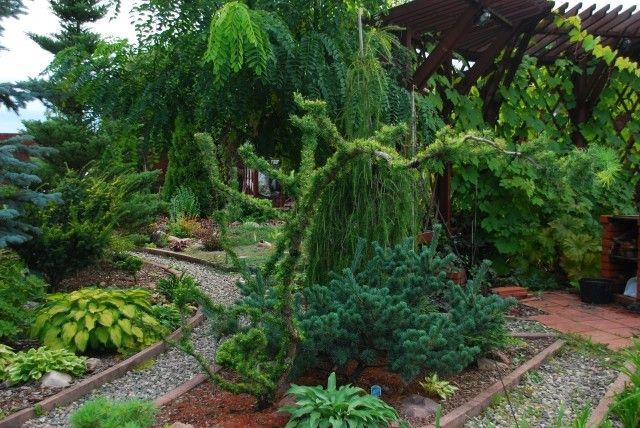 Pinus parviflora Negishii внизу под лиственницей