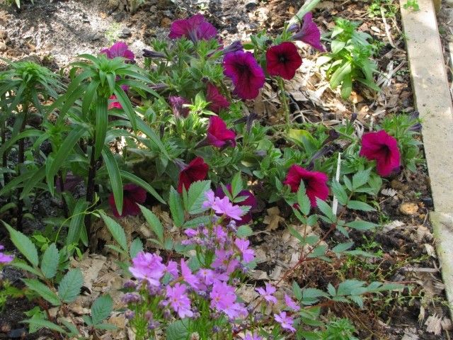 цвет  сочетание