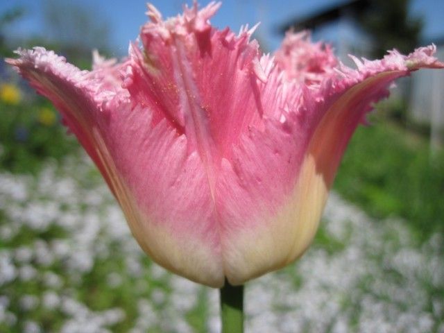 Pink Fontain1
