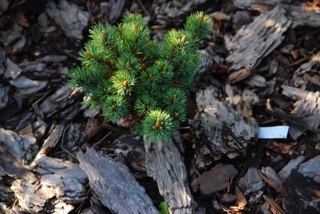 Pinus parviflora Kin Po