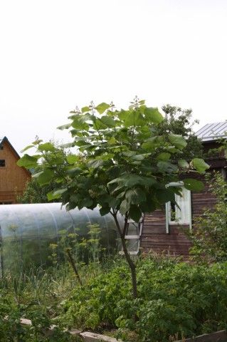 Катальпа яйцевидная  Catalpa ovata
