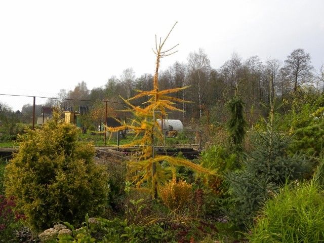 Larix kaempferi ‘Mazanek’ 21 10 2012год