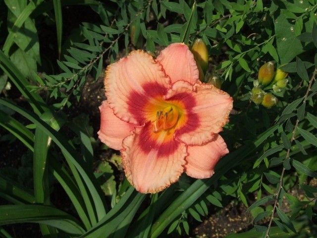 DSCF5474
