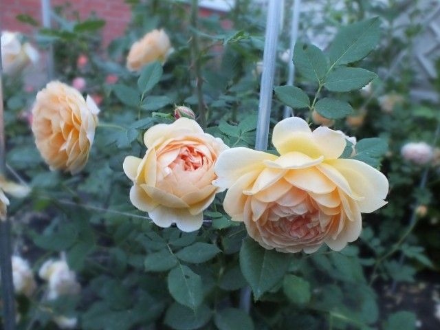 DSCF1963