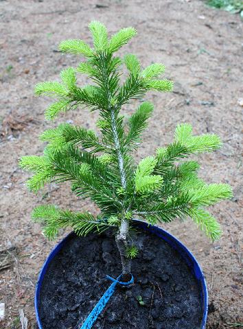 Пихта сибирская Macroconica  Abies sibirica Macroconica