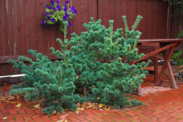Pinus parviflora Negishii 17 сентября