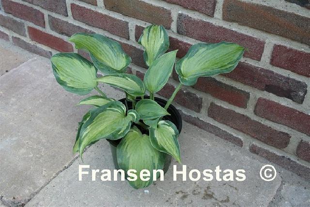 Hosta Teachers Pride
