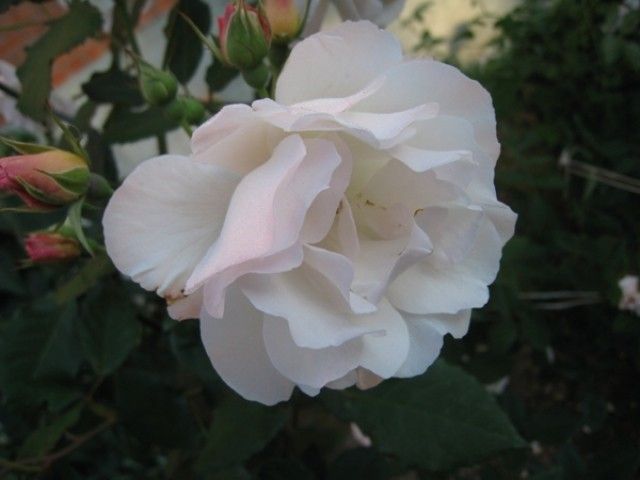 Penelope 4