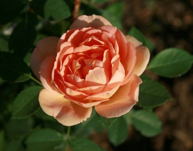 Lady of Shalott 5