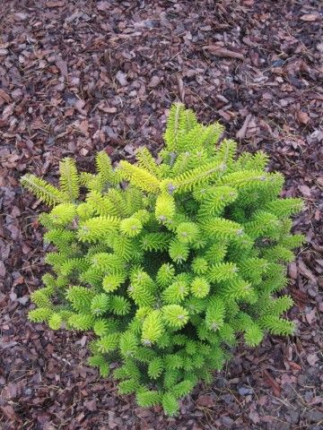 Abies koreana Aurea