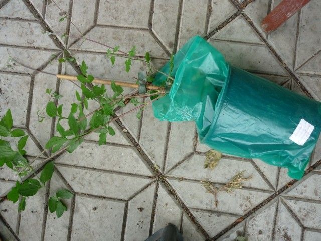 P1040003