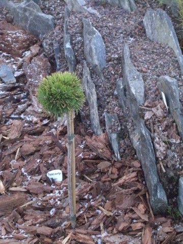 Pinus mugo Susi 2 2008 год