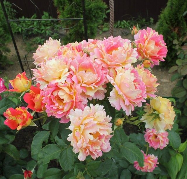 Rose des Cisterciens