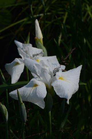 Типа Клавдия Попова