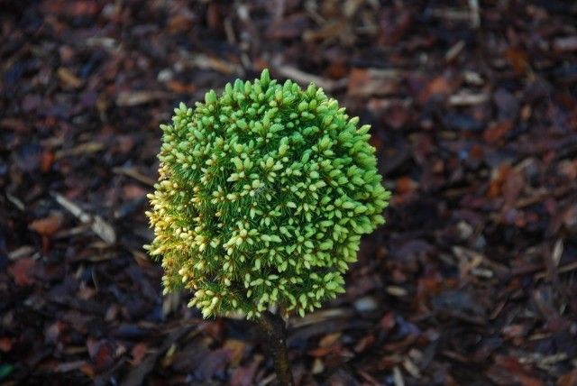 Picea glauca Dendrofarma Aurea