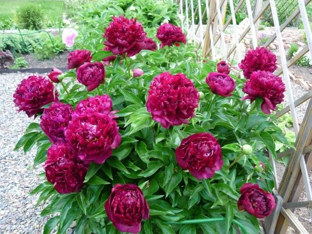 P1040491