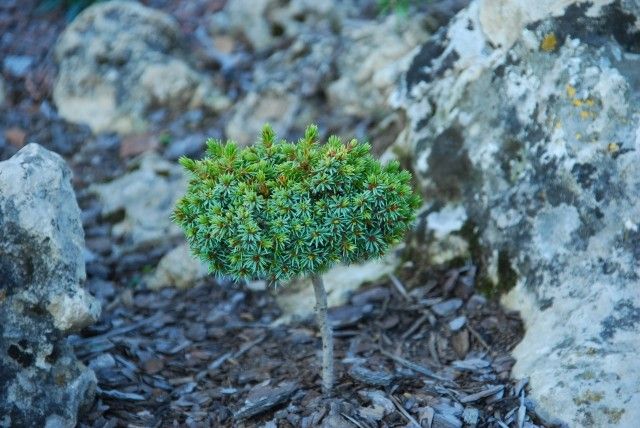 Picea omorika sp 2011 год