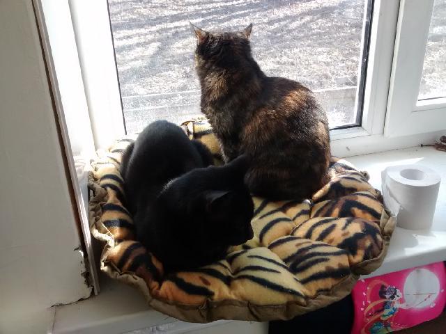 коты