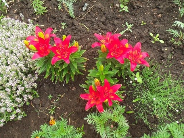 Изображение 063