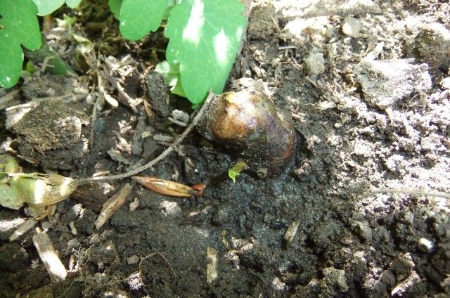 Желтый остров