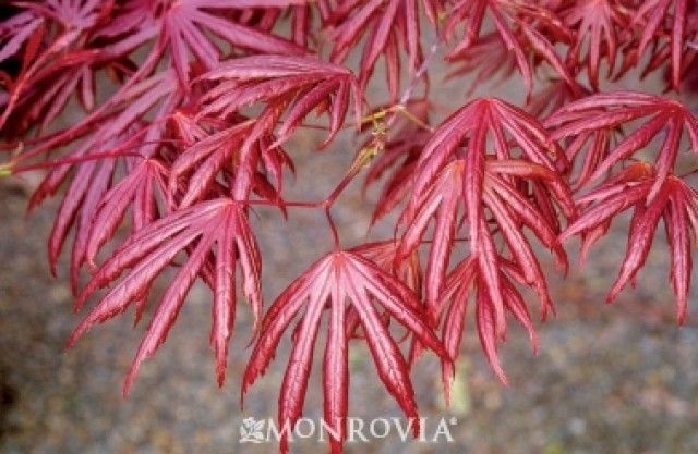 3396 trompenburg japanese maple fall color