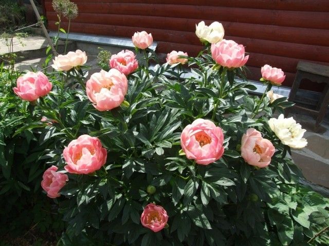 DSCF9638 b