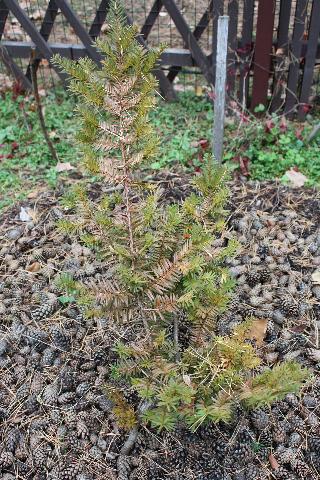 taxus 1