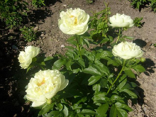 Лемон Шифон