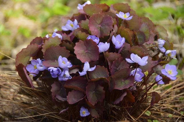 Jeffersonia diphylla