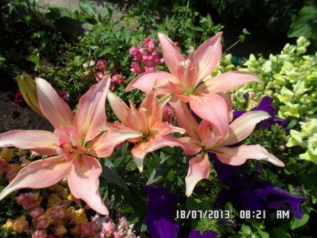 Дача 005