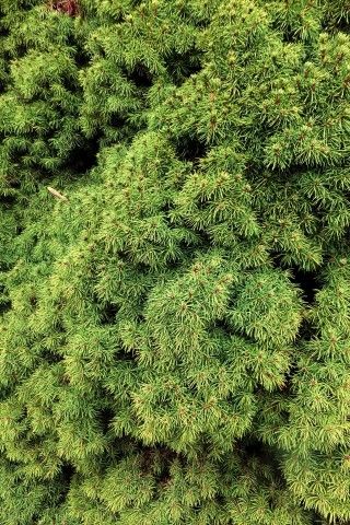 DSCF4002