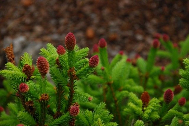Picea abies acrocona Pusch шишки