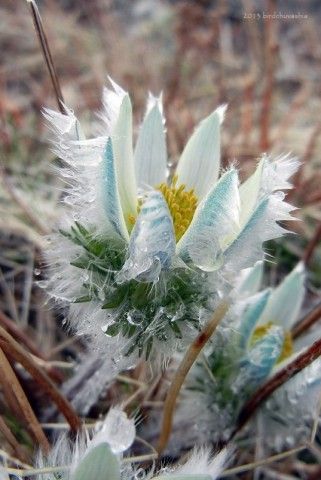 Pulsatilla taraoi