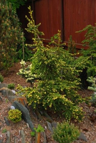 Picea orientalis Aurea