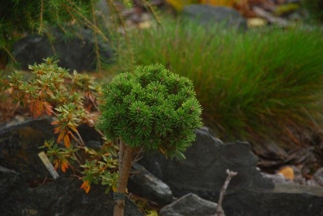 Pinus mugo Susi 2 2011 год