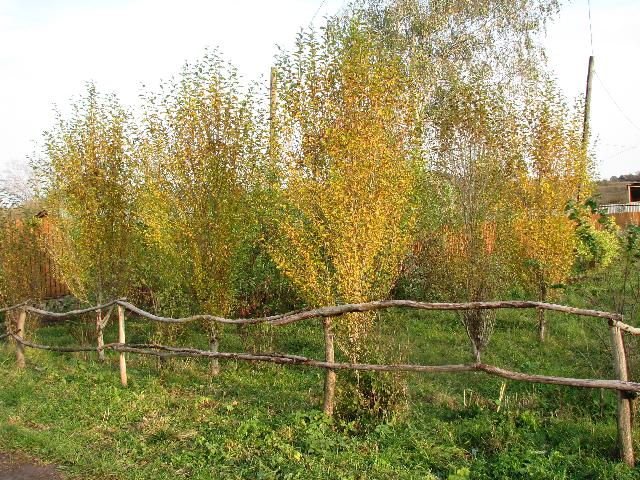 IMG 3056
