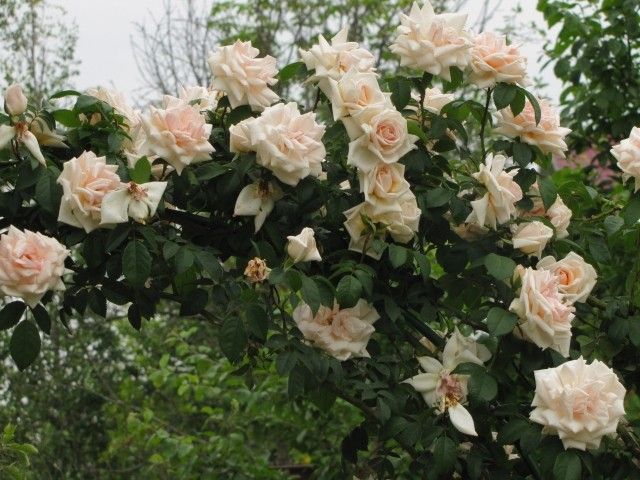 IMG 3506