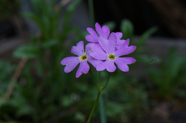 Primula saxatilis