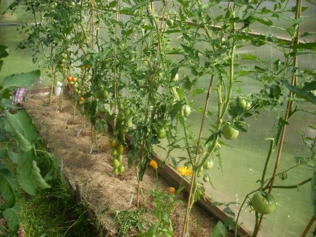 SL373911Первые два куста вдали