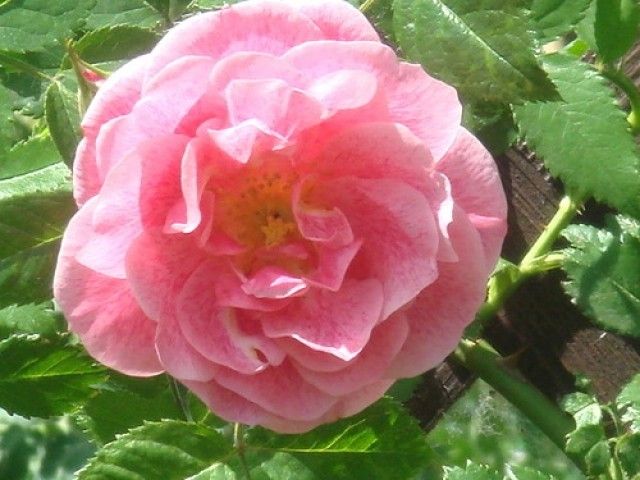 На розовеньких цветочках такие милые веснушечки