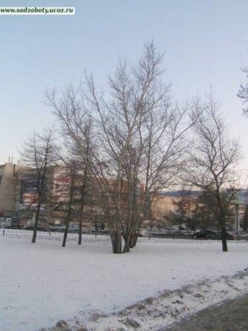 тополя