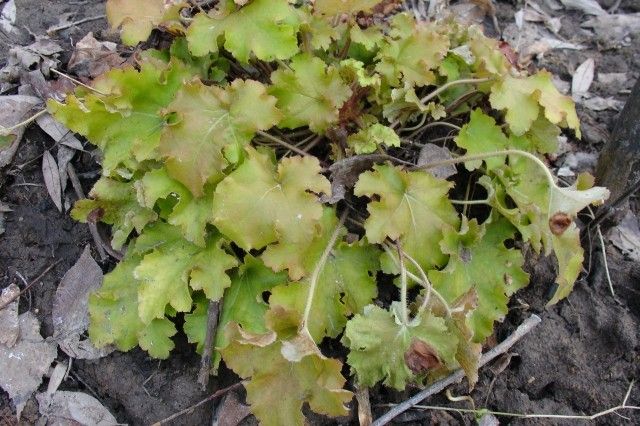 Гейхера Lime Marmalade